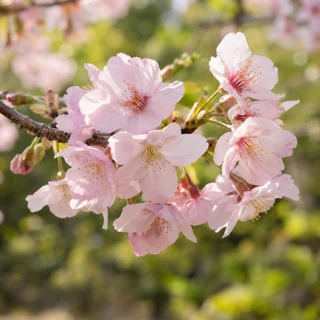Delicate cherry blossoms in soft spring daylight